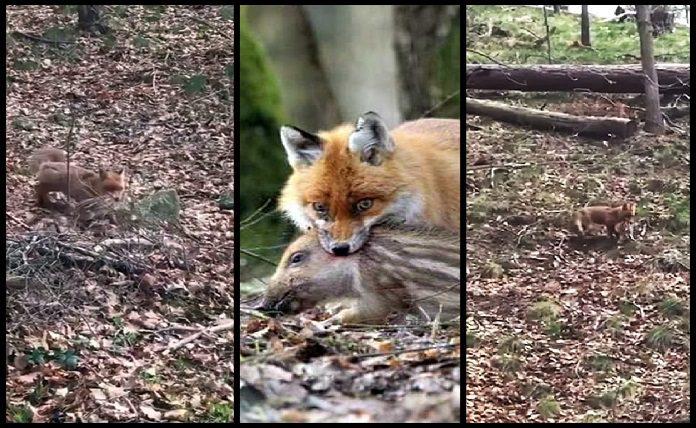 Αλεπού αρπάζει μικρό αγριογούρουνο από τη φωλιά του