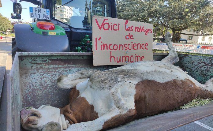 Γαλλία: Κτηνοτρόφοι τοποθετούν ένα κουφάρι αγελάδας στη νομαρχία του Ανσί