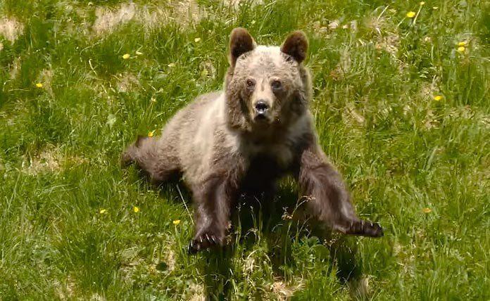 Αρκούδα «τρώει» σπρέι πιπεριού και συνεχίζει την επίθεση σε φωτογράφο