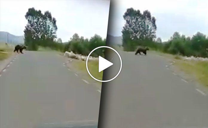 Αρκούδα καταδιώκει πρόβατα - Μάχη με τα τσομπανόσκυλα