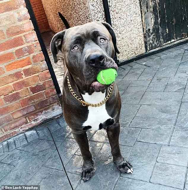  Σκύλος σκότωσε την ιδιοκτήτριά του στην Αγγλία - Αμερικάνικο Bully-Dog