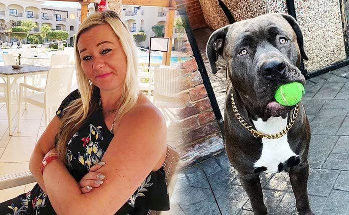 Σκύλος σκότωσε την ιδιοκτήτριά του στην Αγγλία - Αμερικάνικο Bully-Dog