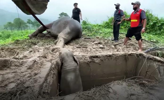 Έσωσαν ελεφαντίνα και το μικρό της