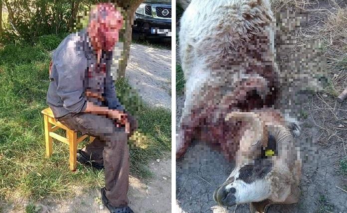 Ρουμανία: Αρκούδα επιτέθηκε και τραυμάτισε βοσκό