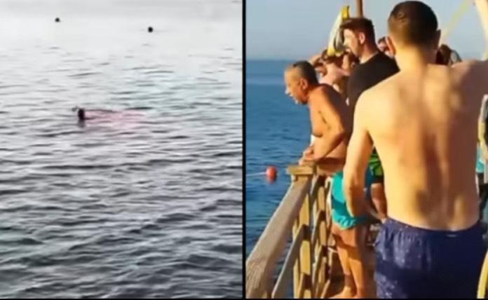Καρχαρίας κατασπάραξε τουρίστρια στην Αίγυπτο