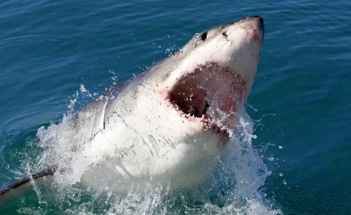 Δεύτερη γυναίκα σκοτώνεται από επίθεση καρχαρία στην Αίγυπτο - Ακόμη μια τουρίστρια βρήκε τραγικό τέλος