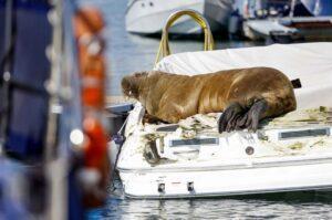 Ο θηλυκός θαλάσσιος ίππος «Φρέγια» σπάει βάρκες και κλέβει καρδιές στη Νορβηγία