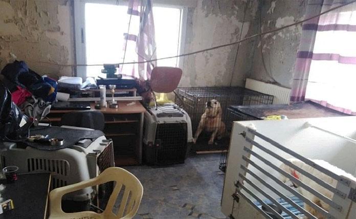 Μία 60χρονη κρατούσε 16 σκυλιά σε διαμέρισμα στην Θεσσαλονίκη