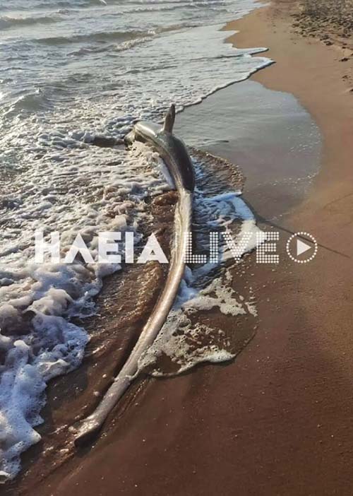 Καρχαρίας ξεβράστηκε σε παραλία της Ζαχάρως