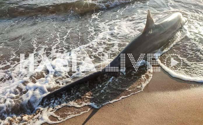 Καρχαρίας ξεβράστηκε σε παραλία της Ζαχάρως