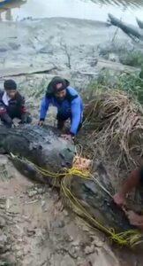 Δολοφόνος κροκόδειλος 8 μέτρων κατασπάραξε ψαρά στην Ινδονησία