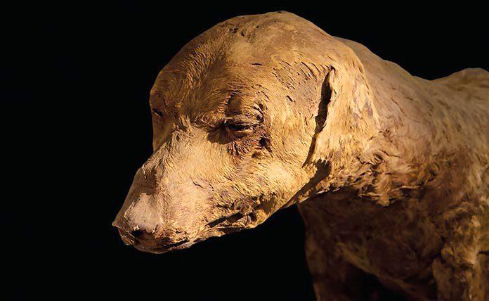 Κυνηγετικός Σκύλος της Αρχαίας Αιγύπτου