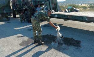 Λέσβος: Στρατιώτες δροσίζουν πελαργό με εγκαύματα στα πόδια από τη φωτιά