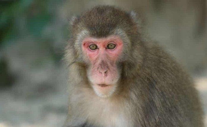 Πίθηκος της Ιαπωνίας: Συνελήφθη και θανατώθηκε μέλος αγέλης που τρομοκρατούσε ντόπιους