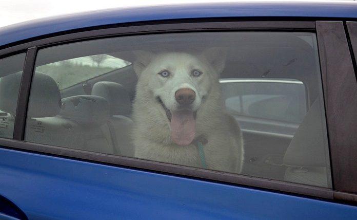 Κέρκυρα: Πρόστιμο σε γυναίκα που κλείδωσε δυο σκυλιά μέσα στο αυτοκίνητo με κλειστά παράθυρα