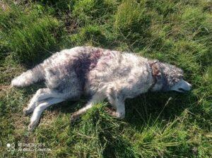Τσομπανόσκυλο έπεσε νεκρό από τα δόντια των λύκων στις Γαλλικές Άλπεις