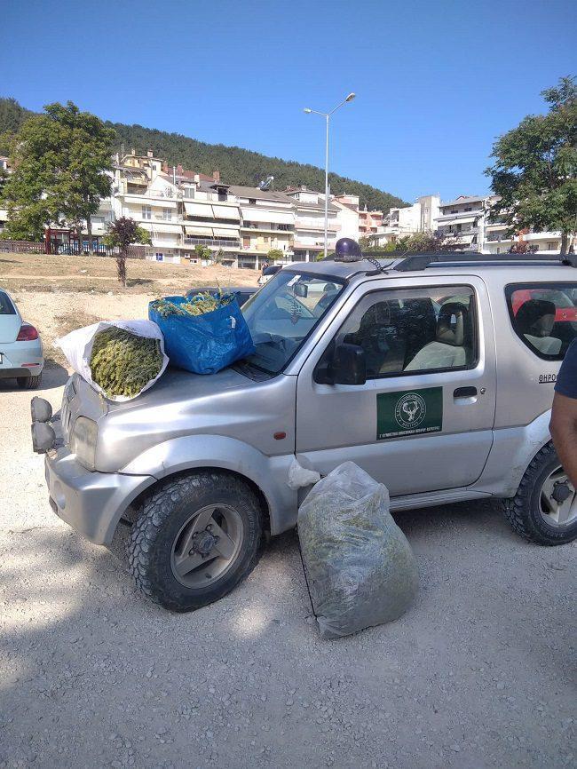 Συλλήψεις για παράνομη συλλογή τσαγιού - Κυνηγετική Ομοσπονδία Ηπείρου