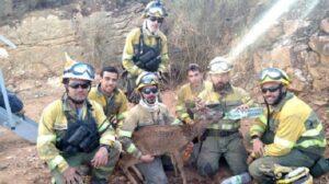 Ισπανία: Πυροσβέστες σώζουν ένα ζαρκάδι στις πυρκαγιές