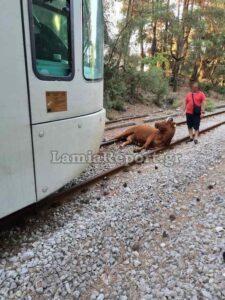 Φθιώτιδα: Τραίνο χτύπησε αγελάδα - Εκτροχιάστηκε λίγο πριν την Τιθορέα