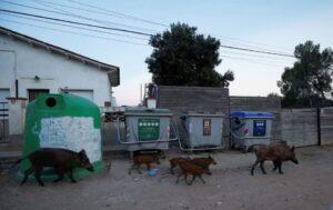 Τα αγριογούρουνα «περιφέρονται σαν γάτες»: ισπανικές πόλεις προσπαθούν να σταματήσουν τις εισβολές αγριόχοιρων