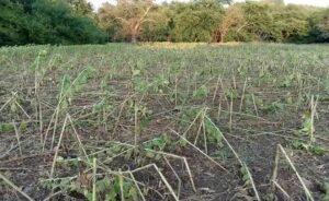 Εύβοια: Μεγάλες καταστροφές από αγριογούρουνα σε καλλιέργειες - Σε απόγνωση οι αγρότες