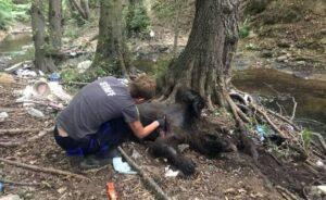 Τρεις αρκούδες βρέθηκαν νεκρές στη Φλώρινα - Τα ζώα πυροβολήθηκαν σύμφωνα με τον Αρκτούρο