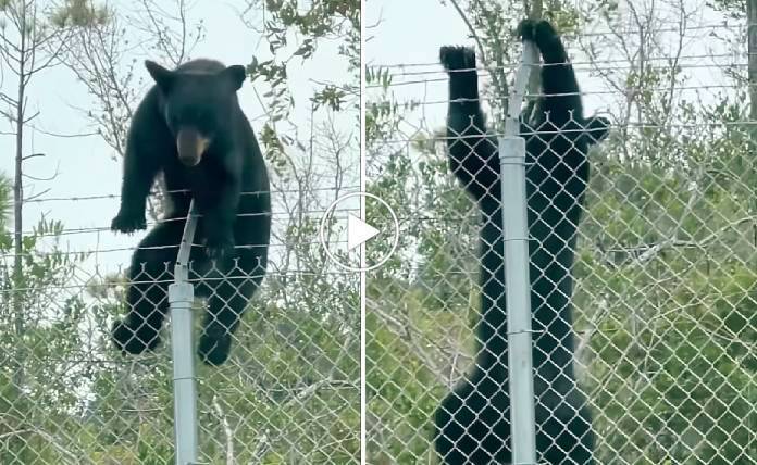 Αρκούδα σκαρφαλώνει συρματόπλεγμα μεγάλου ύψους - Βίντεο
