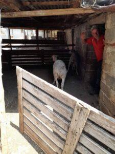 Αρκούδα κατασπάραξε πρόβατα στη Κοζάνη