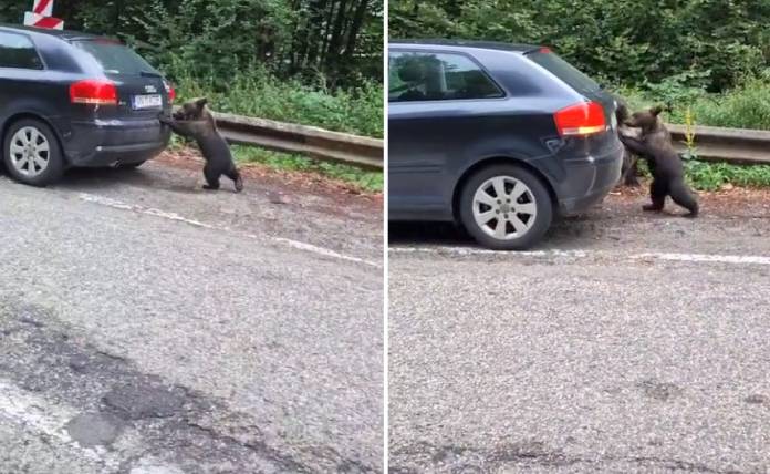 Αρκουδάκι «σπρώχνει» αυτοκίνητο και το βίντεο γίνεται Viral