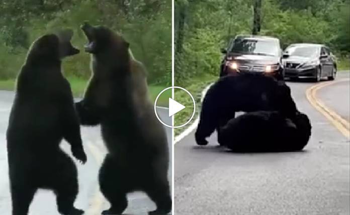Συγκλονιστικός «αγώνας» μεταξύ δύο αρκούδων