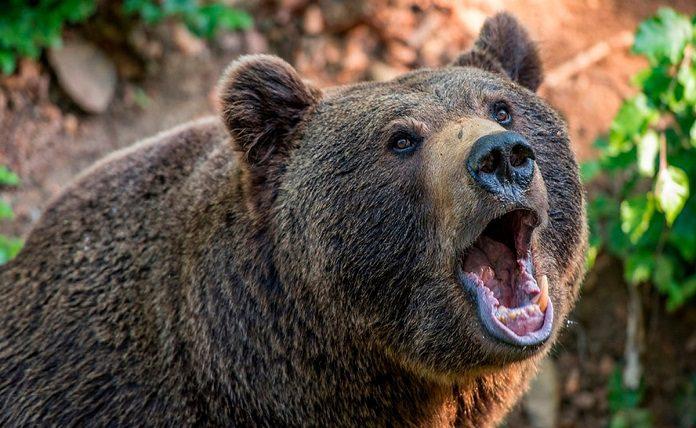 Ρουμανία: Αποζημίωση για δύο νεκρούς από επίθεση αρκούδας