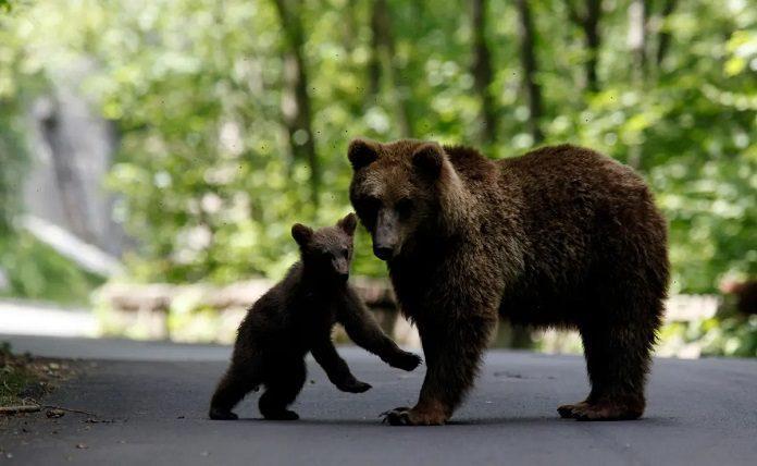 Καστοριά: Αρκούδα με τα δύο μικρά της απομακρύνθηκαν από το εμπορικό κέντρο της πόλης