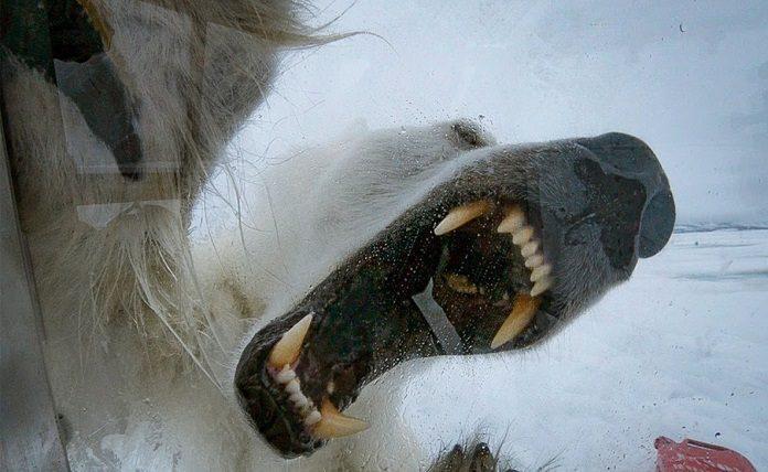 Πολική αρκούδα θανατώθηκε αφού τραυμάτισε γυναίκα στο κάμπινγκ του Σβάλμπαρντ