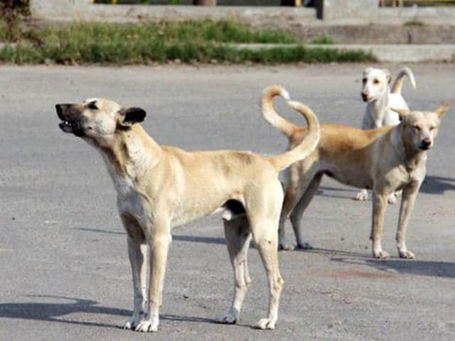 Νέα επίθεση σκύλων στην Κρήτη - Τραυμάτισαν ζευγάρι τουριστών στα χέρια και στα πόδια