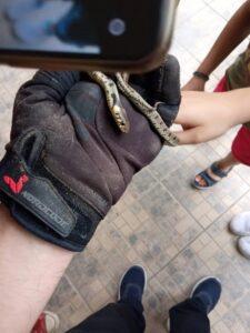 Κοζάνη: Τρόμος για ενοίκους σπιτιού που βρήκαν φίδι πίσω από τον καναπέ