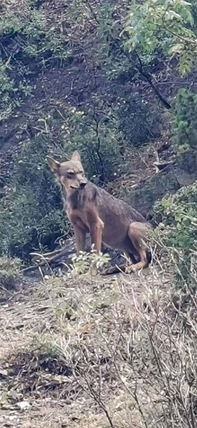 Λύκος παραμόνευε δίπλα από μαντρί με ζώα στα Γιάννενα