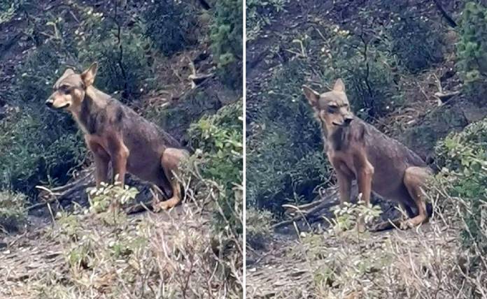 Λύκος παραμόνευε δίπλα από μαντρί με ζώα στα Γιάννενα
