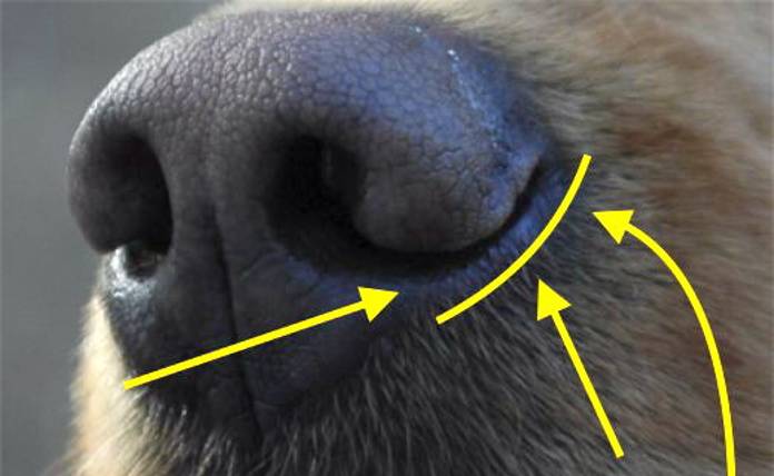Οι σχισμές στη μύτη ενός σκύλου - Γιατί τις έχουν τα σκυλιά