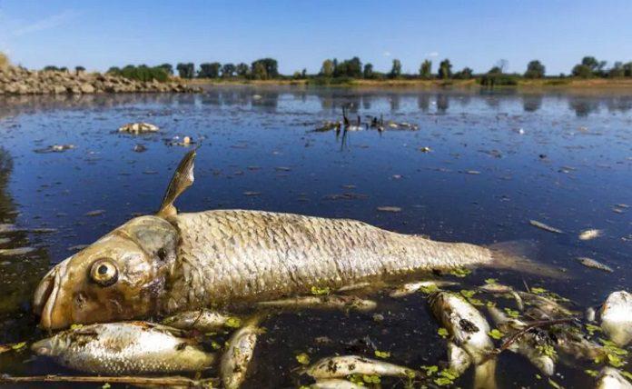 Γερμανία - Πολωνία: Νεκρά ψάρια επιπλέουν στον ποταμό Όντερ