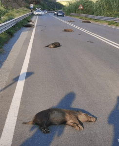 Ιταλία: Αυτοκίνητο συγκρούστηκε με κοπάδι 50 αγριόχοιρων - Εννέα ζώα σκοτώθηκαν