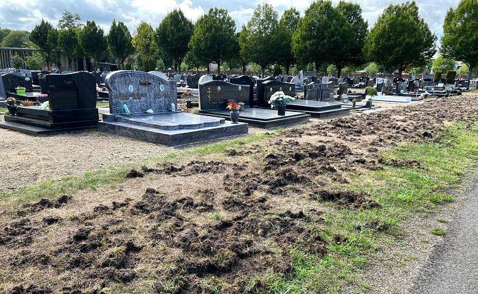 Βέλγιο: Aγριoγούρουνα «βανδάλισαν» νεκροταφείο