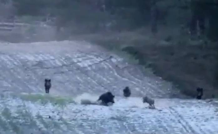 Κοπάδι αγριογούρουνων αντιμετωπίζει μια αγέλη λύκων