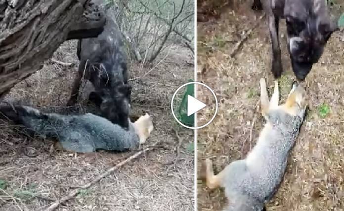 Όσκαρ υποκρισίας για αλεπού: Kάνει την «ψόφια» για να γλιτώσει από ένα σκύλο