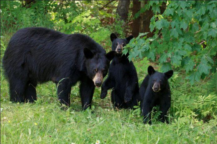 Επίθεση αρκούδας σε γυναίκα στο Κολοράντο - Οι αρχές θανάτωσαν την αρκούδα και ένα αρκουδάκι