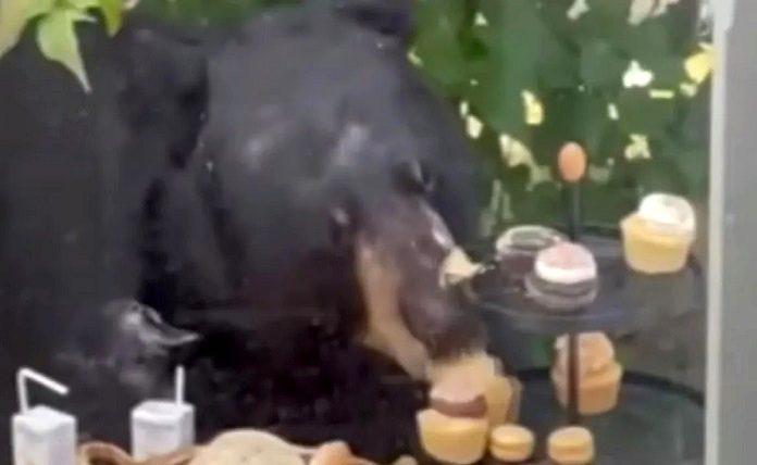 ΗΠΑ: Αρκούδα εισέβαλε σε πάρτι 2χρονου κι έφαγε τα γλυκά