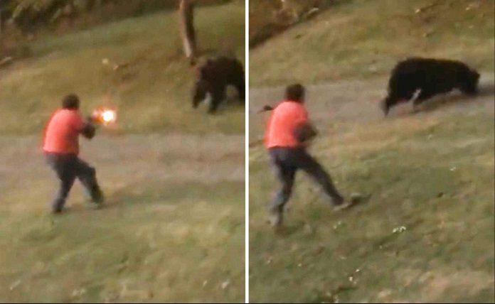Αρκούδα επιτίθεται σε άνδρα κι εκείνος την πυροβολεί
