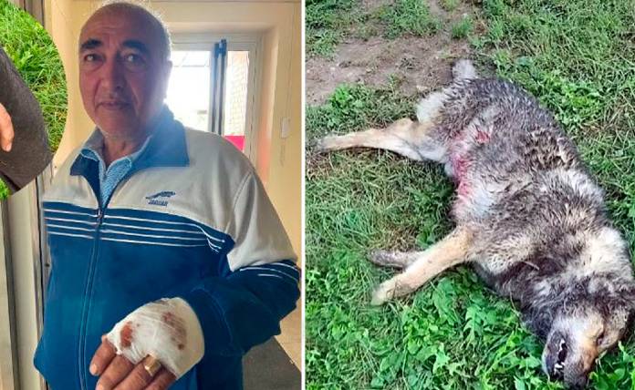 Bοσκός δέχθηκε επίθεση από λύκο - Αμύνθηκε και τον σκότωσε με μαχαίρι