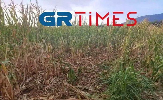 Πιερία: Επιδρομές αγριόχοιρων «ισοπεδώνουν» καλλιέργειες – Φοβόμαστε να πάμε στα χωράφια λένε οι αγρότες