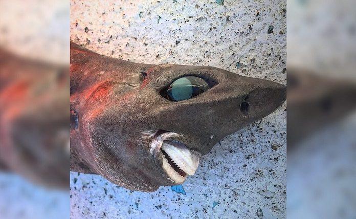 Καρχαρίας με χαμόγελο που «σκοτώνει» - Το μυστηριώδες είδος που βρέθηκε στην Αυστραλία