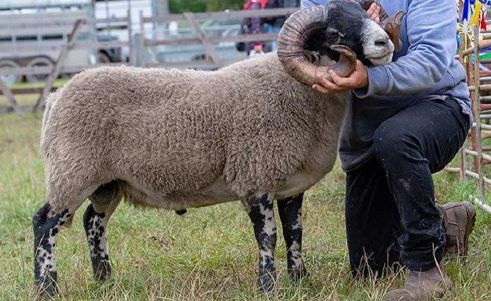 Κτηνοβασία στη Κύπρο: Έμπαινε κρυφά στη μάντρα και κακοποιούσε σεξουαλικά τα πρόβατα